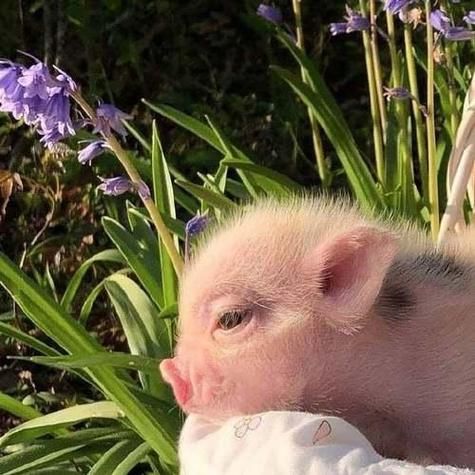 梦到小猪仔是什么意思_梦见小猪仔代表什么