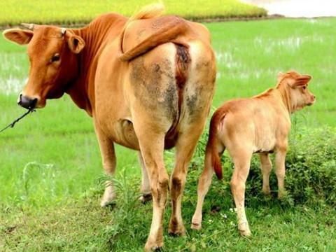 梦到大黄牛是什么意思_梦见大黄牛追我好不好