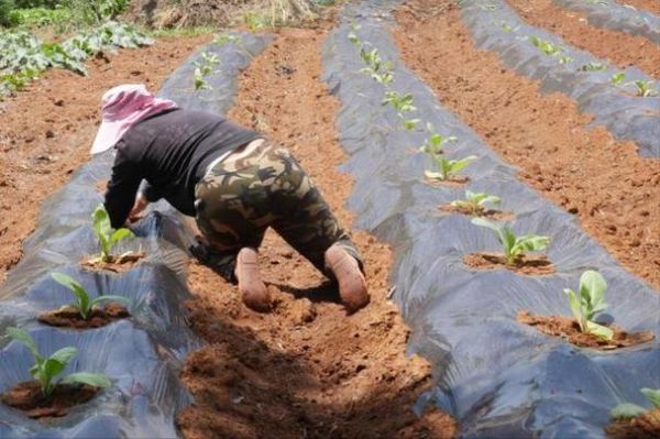 梦到种田是什么意思_梦见种田预示什么