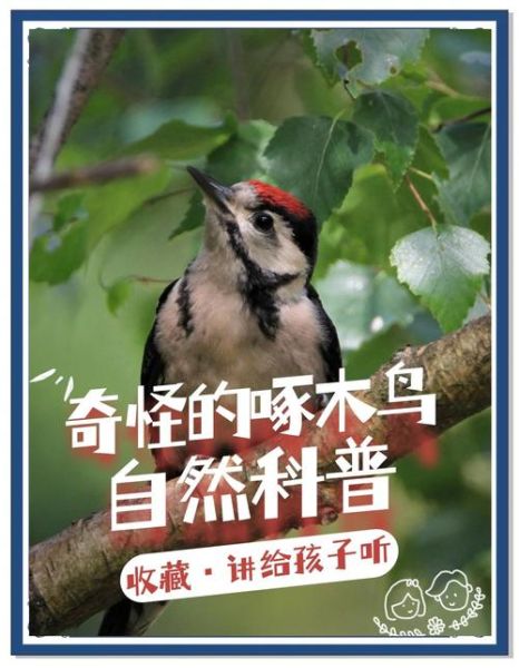 啄木鸟迅雷下载_啄木鸟资源怎么用迅雷下