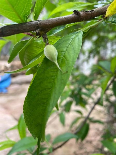 梦到桃树是什么意思_梦到桃树开花预示什么