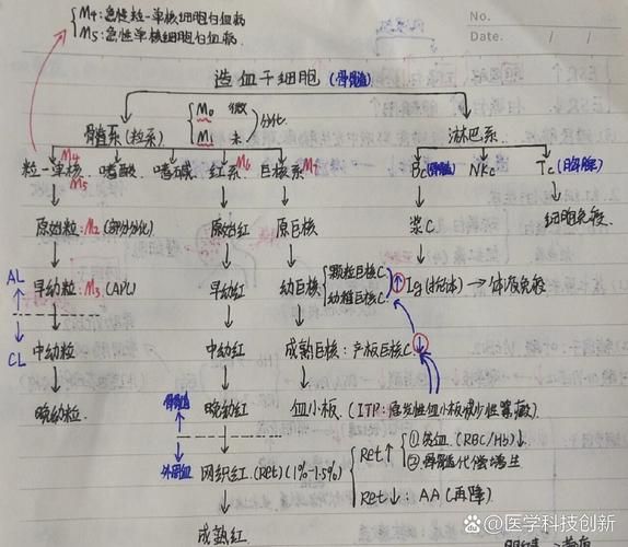 细胞图片大全_如何快速识别细胞类型