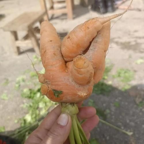 梦到吃萝卜是什么意思_梦见吃萝卜好不好