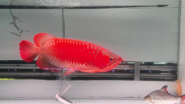 大鱼图片大全_如何挑选高清壁纸