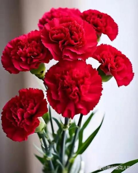康乃馨图片大全_康乃馨有哪些颜色