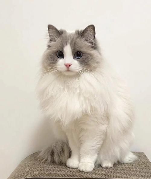 布偶猫图片大全_布偶猫为什么这么好看