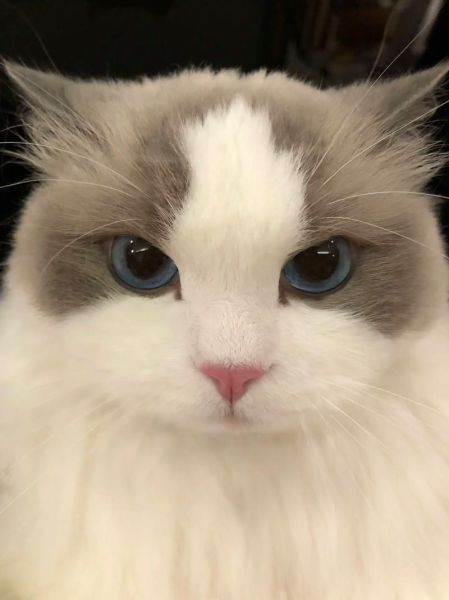 布偶猫图片大全_布偶猫为什么这么好看