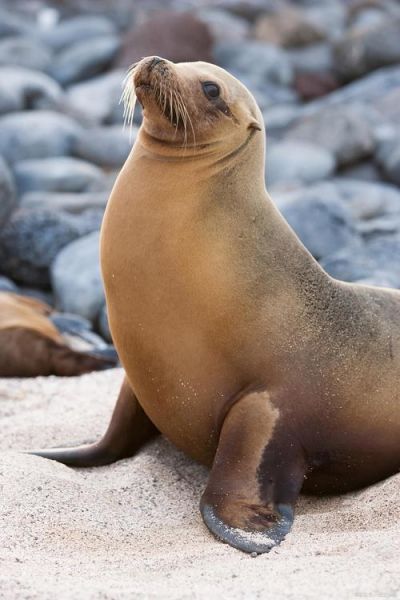 海狮图片大全大图_海狮高清壁纸哪里找