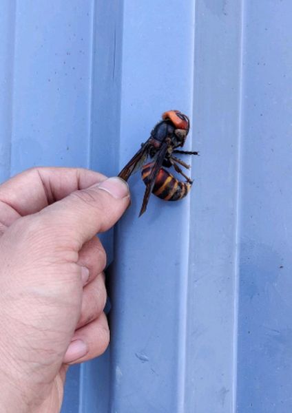 马蜂图片大全大图_马蜂长什么样