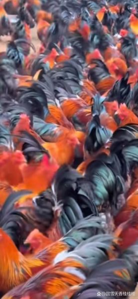 梦到很多鸡是什么意思_梦见鸡成群结队好不好