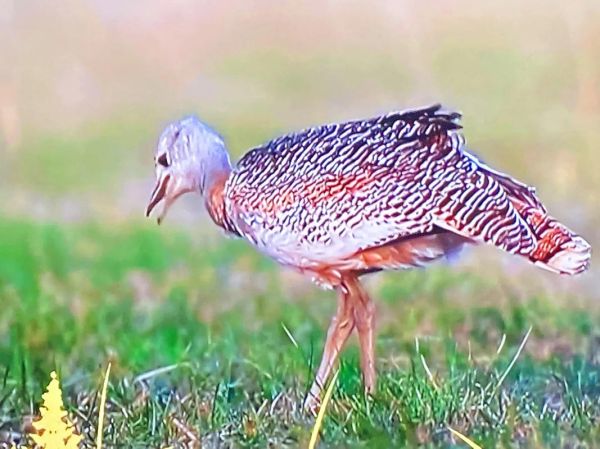 梦到很多鸡是什么意思_梦见鸡成群结队好不好