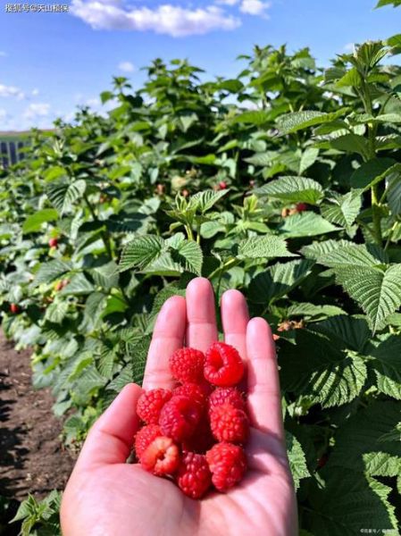 树莓图片大全大图_树莓高清壁纸怎么找