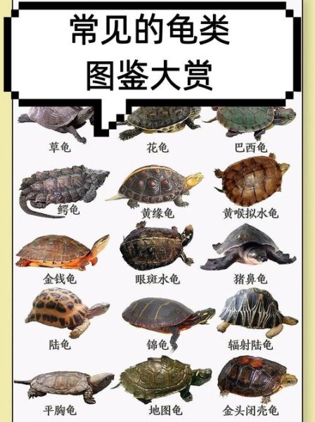 乌龟图片大全_乌龟品种识别方法