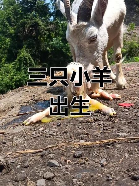 梦到羊生小羊是什么意思_孕妇梦见羊生小羊预示什么