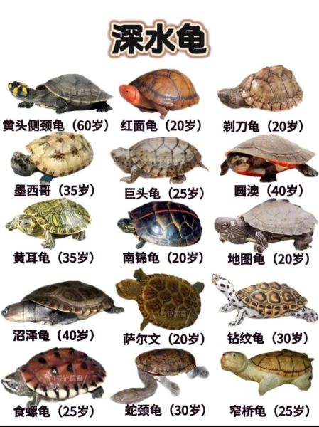 乌龟图片大全_乌龟品种识别方法