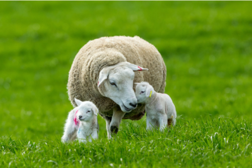 梦到羊生小羊是什么意思_孕妇梦见羊生小羊预示什么