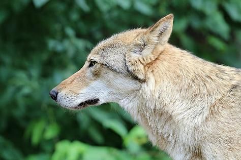 梦到打狼是什么意思_梦见打狼预示什么