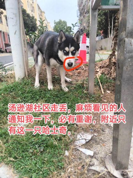 梦到哈士奇是什么意思_梦到哈士奇预示着什么