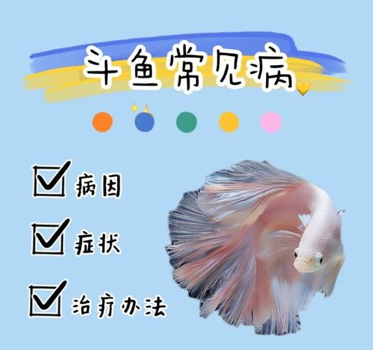 斗鱼常见病图片大全_斗鱼白点病怎么治疗