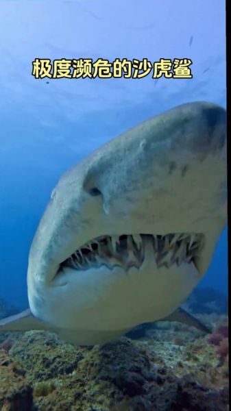 虎沙鱼长什么样_虎沙鱼高清大图哪里找