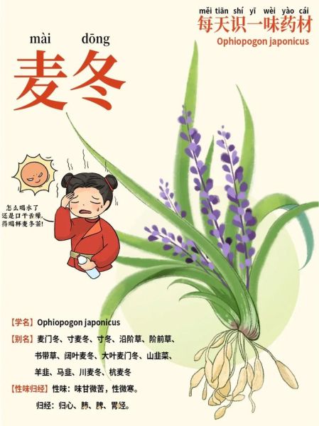 麦冬图片大全大图_如何识别优质品种