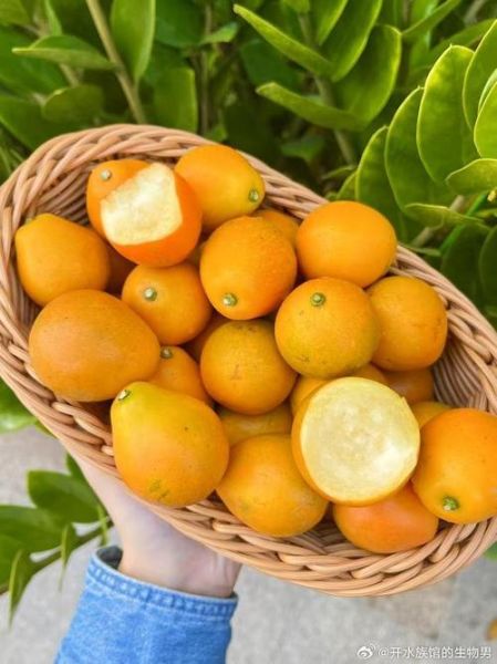 金桔图片大全_金桔高清图怎么拍