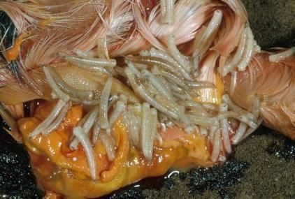 女人梦到蛆虫什么预兆_女人梦见蛆虫是吉是凶