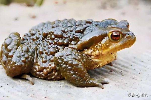 梦到蟾蜍是什么意思_蟾蜍梦境预示什么