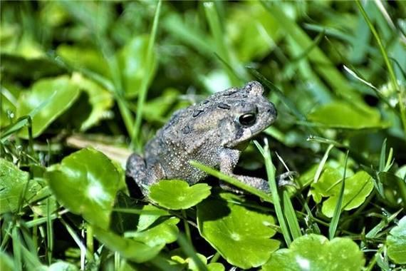 梦到蟾蜍是什么意思_蟾蜍梦境预示什么