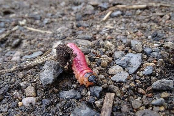 女人梦到蛆虫什么预兆_女人梦见蛆虫是吉是凶