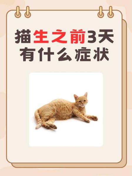 猫咪生宝宝要多久_猫咪生产前有什么征兆