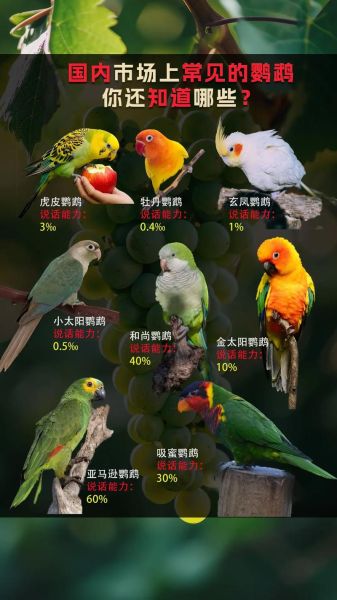鹦鹉图片大全_如何挑选高清鹦鹉照片