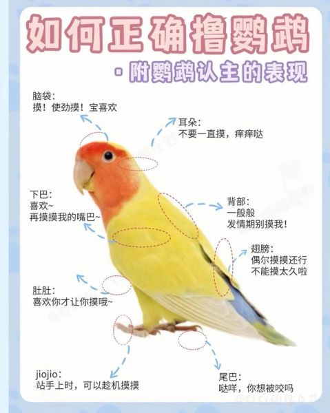 鹦鹉图片大全_如何挑选高清鹦鹉照片