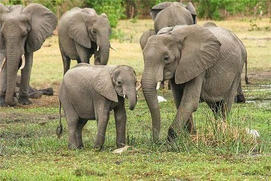 梦到很多动物是什么意思_梦见动物成群代表什么