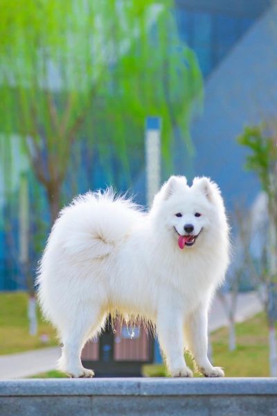 狗狗图片大全_如何挑选高清萌宠壁纸