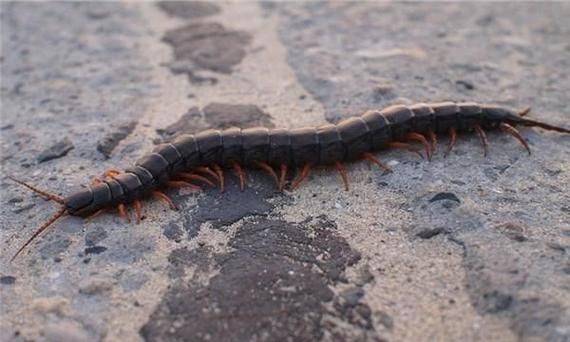 梦到蜈蚣是什么意思_梦见蜈蚣爬身上预示什么