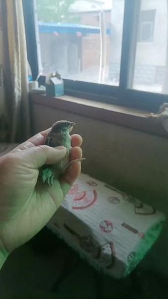 梦到麻雀是什么意思_麻雀飞进屋里预示什么