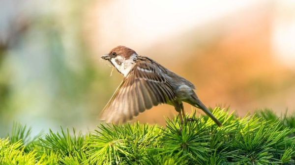 梦到麻雀是什么意思_麻雀飞进屋里预示什么