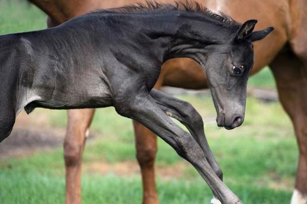 梦到小马是什么意思_小马在梦里代表什么