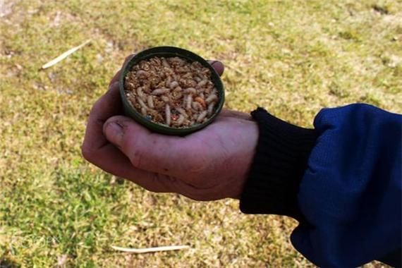 做梦梦到蛆_梦见蛆虫是什么意思