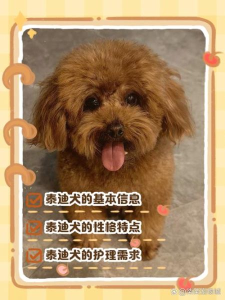 梦到泰迪是什么意思_泰迪犬在梦里代表什么