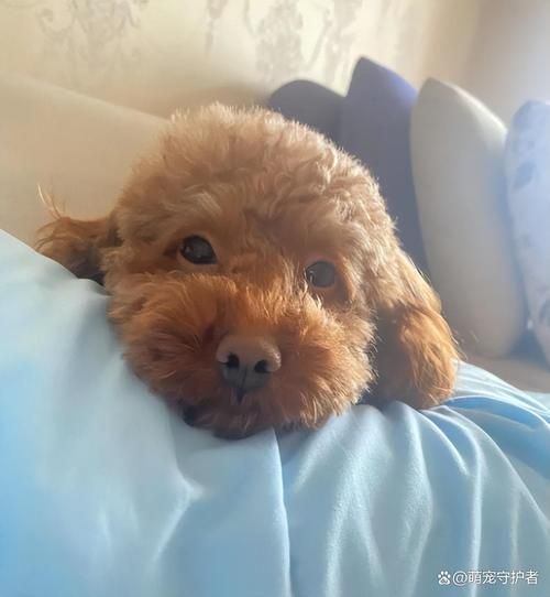 梦到泰迪是什么意思_泰迪犬在梦里代表什么