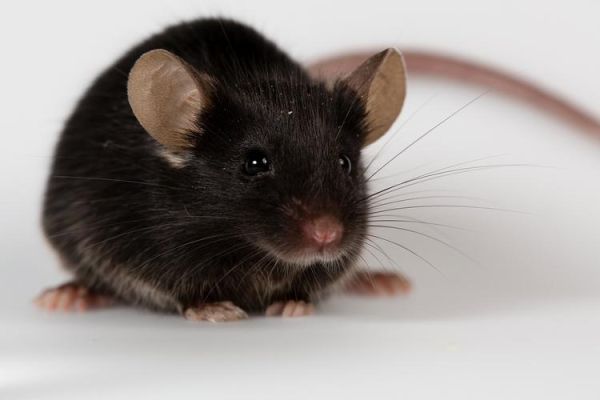 老鼠图片大全大图_老鼠长什么样