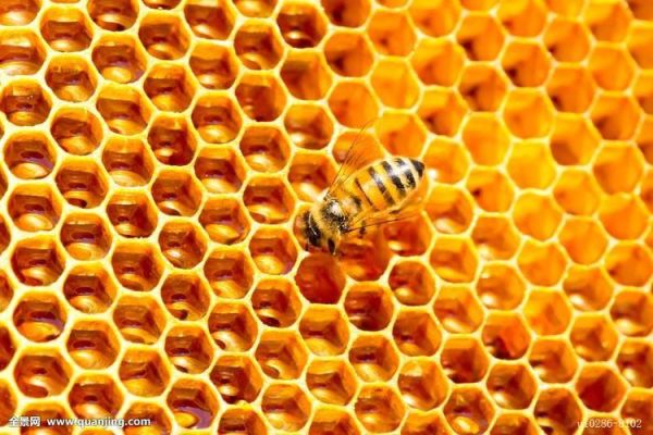 蜂窝图片大全_蜂窝结构有哪些特点