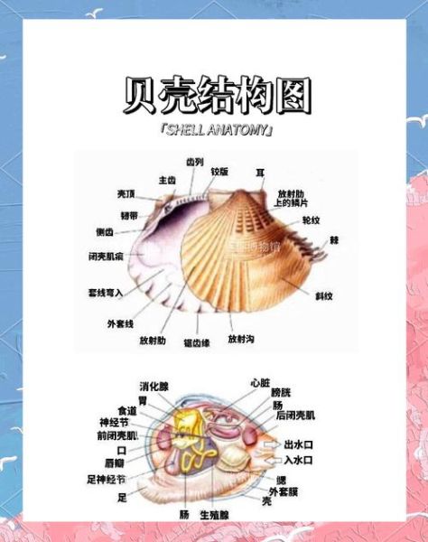 贝壳图片大全大图_如何挑选高清贝壳图