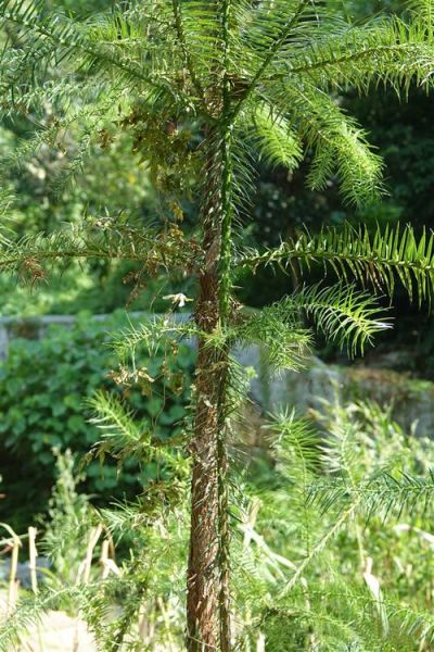 杉树图片大全_如何区分常见杉树品种