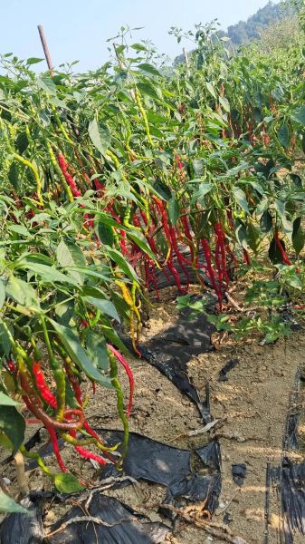 梦到摘辣椒是什么意思_梦到摘辣椒是吉兆吗