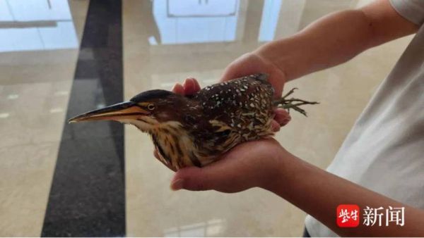 长嘴鸟类大全图片名字_如何快速识别