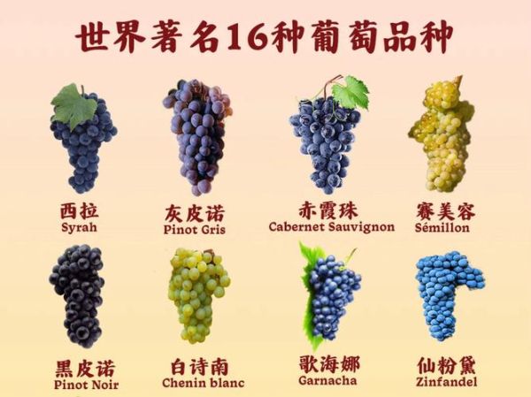 葡萄图片大全大图_高清葡萄品种图鉴