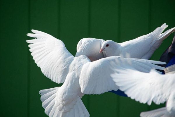 梦到鸽子是什么意思_梦见白鸽预示什么